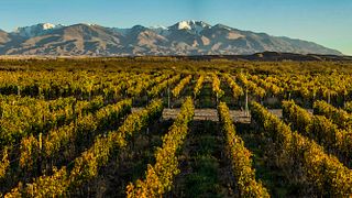 Degustação de vinhos e tour na vinícola Zorzal