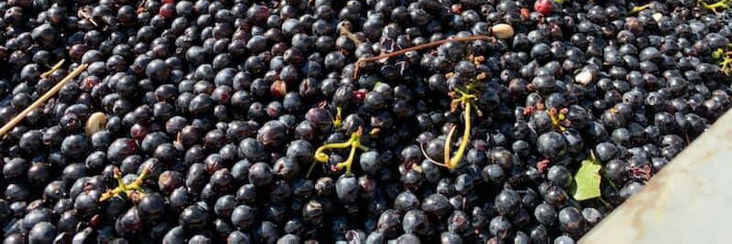 Domaine Des Pentelines - harvest