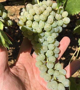 Mariottini Winery