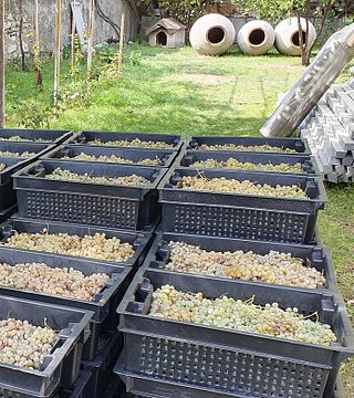 Degustazione di vini e tour ai Marani di Lekso