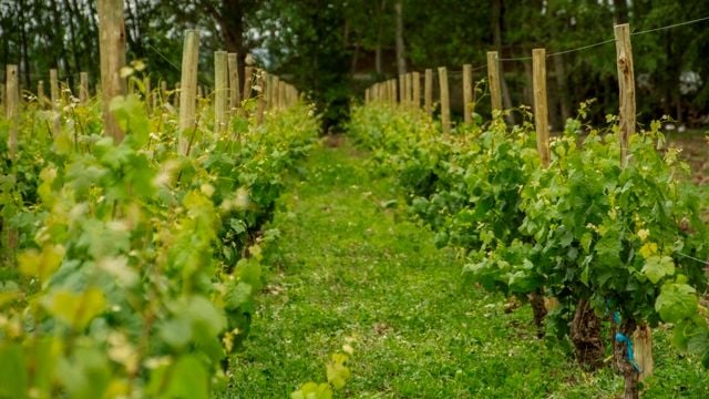 Vinprovning och rundtur på Bodega Aniello