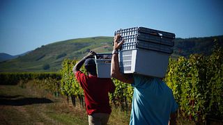 Alsace Organic Wine Tour & Tasting at Schmitt-Carrer