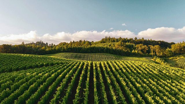 Bronco Wine Company