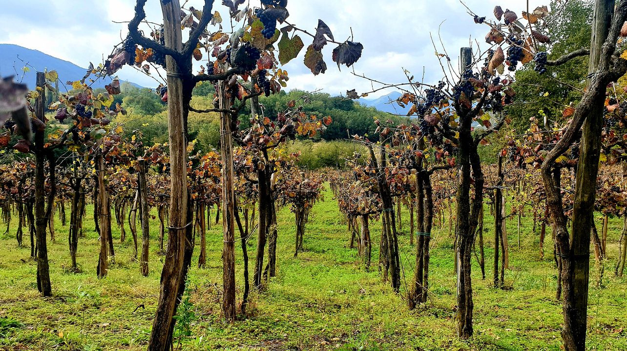 Simonica - Chkheidze Wines