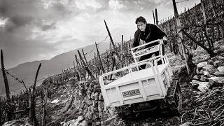 Weinprobe und Tour bei Luca Faccinelli
