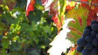 Vinprovning och rundtur hos Weingut Jens Christmann