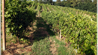 Dégustation de vins premium et visite à la Società Agricola Roccia Rossa