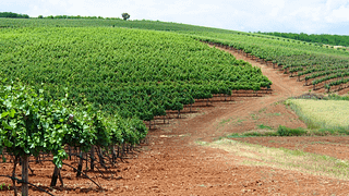 Degustação de vinhos e tour no Domaine Kikones