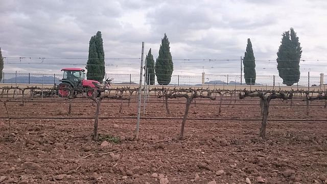 Viñedos Y Bodegas Asensio Carcelén