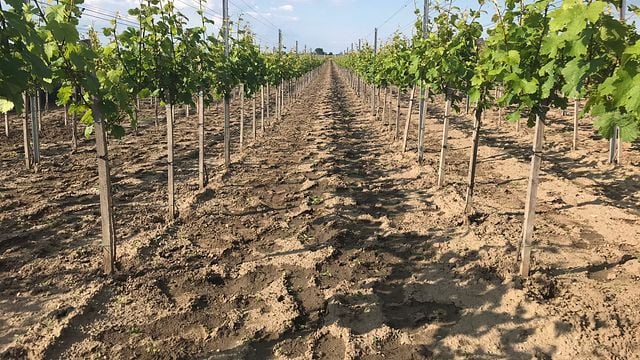 Cata de vinos en la bodega Krmeš