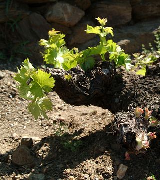 Visita a la bodega y cata de vinos