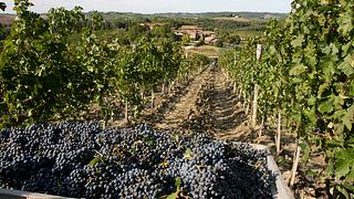 Degustazione e tour di vini a San Fabiano Calcinaia