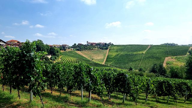 Entdecken Sie Roero – Ein einzigartiges Weinabenteuer mit einem professionellen Sommelier