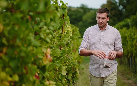 Degustazione di vini e visita ai vini Stekar