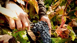 Bodegas Casa Primicia