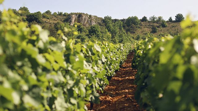 Domaine Duchemin: A Legacy of Winemaking