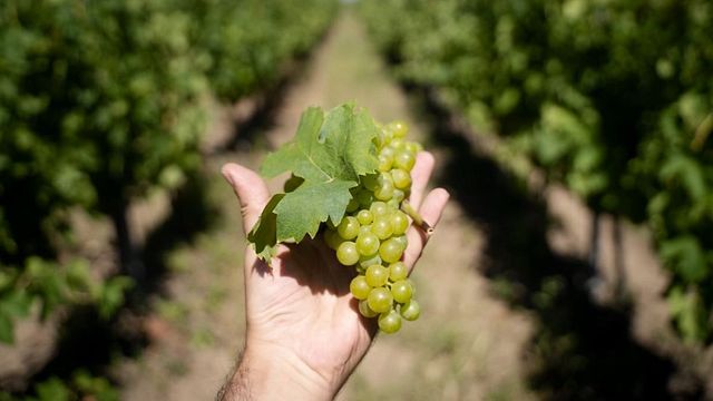 Vinprovning och rundtur på Bodegas Viticultores De Barros