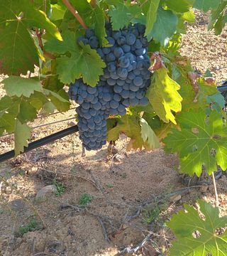 Vendimia seleccionada de Villachica