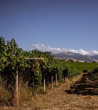 Tour e degustação de vinhos em Nic Tartaglia