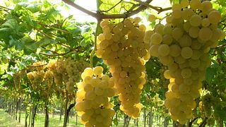 Degustazione Vini a Santa Clelia
