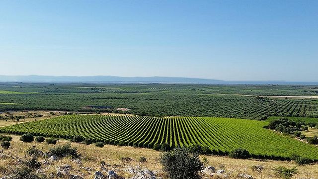 Dégustation de vins et visite à Rivera