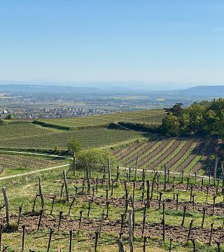 Cata de vinos y visita guiada en Weingut Alois Höllerer