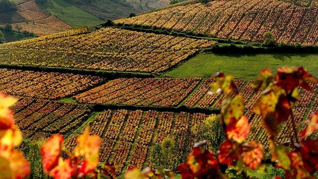 Weinprobe und Führung im Domaine Joncy