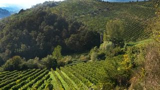 Cata de vinos y visita guiada en Cantine Dell'angelo