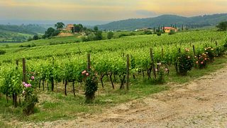 Join a Tuscan Vineyard Tour & 5-Wine Organic Tasting
