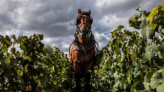 Champagne Gaston Révolte: Taste 3 Signature Cuvées