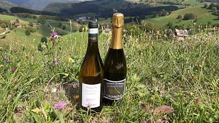 Cata de vinos y visita guiada en Vini Casarotto