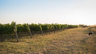 Besök och vinprovning på Prisoe Winery