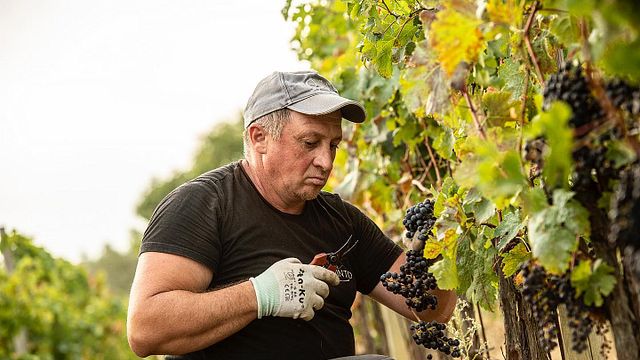 Tenuta il Quinto Winery