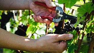 Cata de vinos en Weingut Sommerhalter
