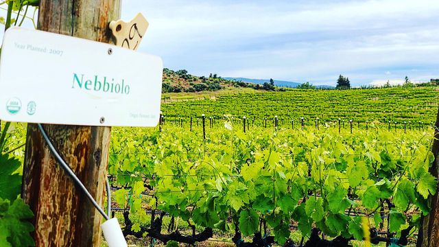 Wilridge Vineyard, Winery & Distillery