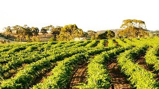 Cata de vinos y visita guiada en Jim Barry Wines
