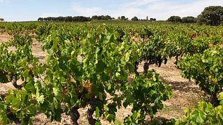 Dégustation de vins et visite chez Territorio Luthier