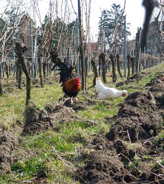 Degustação de vinhos biodinâmicos e tour na Etienne Simonis