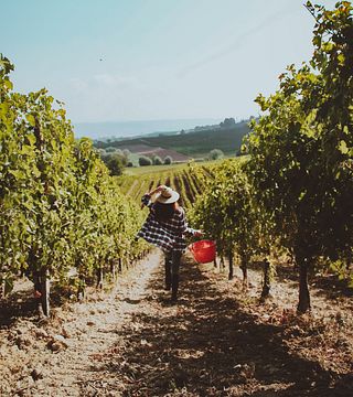Picnic en el viñedo de Azienda Vitivinicola Oddone Prati