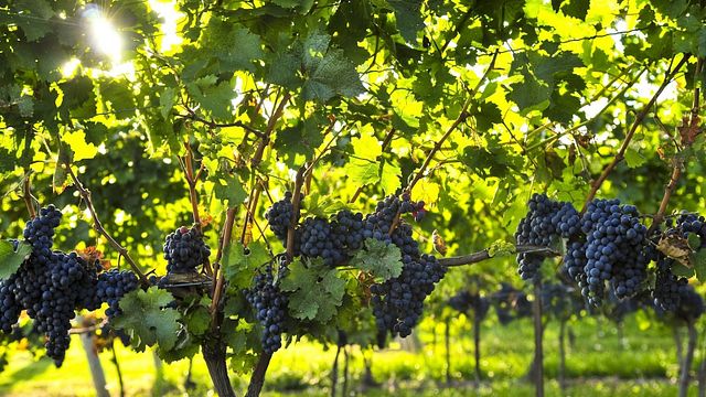Besök Winery Zodi för en rad vinprovningsupplevelser