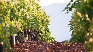 Una passeggiata in vigna guardando le Isole Eolie | Tour del vino a Vigna Nica