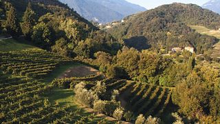 Serena Wines 1881