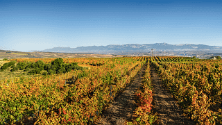 Degustação de vinhos e visita aos vinhedos em Bodegas Corral