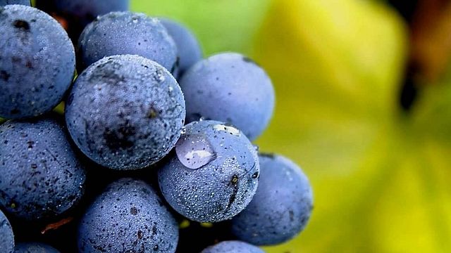 Premium-Weinprobe und Tour im Weingut Alario Claudio