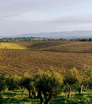 Degustazione di vini popolare a Casa Relvas