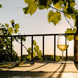 Dégustation de vins et visite des vignobles Stekar