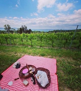 Weinbergpicknick bei Cantine Capitani: Tour & Wein