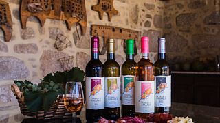 Visite Guidée et Dégustation de Vin Classique