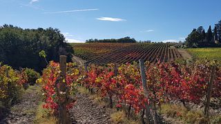 Tour degli amanti del vino dell'Umbria l Montefalco e Bevagna l Esperienza in piccoli gruppi