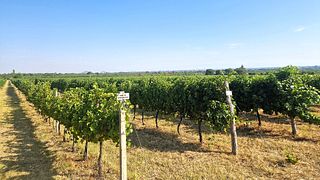 Experiencia Sabores Rurales: Visita a Bodega Académica y Granja Lechera